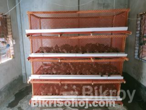 কোয়েল পাখির খাঁচা